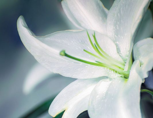 santa teresa lighting